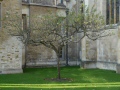 trinity_newton_tree